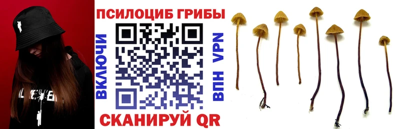 Псилоцибиновые грибы GOLDEN TEACHER  Купить где  Анива 